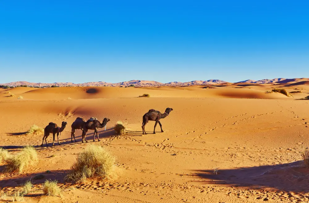 Aimer-l'Algérie-sahara-algerien-dromadaires