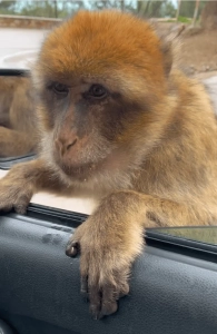 Le singe macaque de berbèrie-Bejaïa-algerie