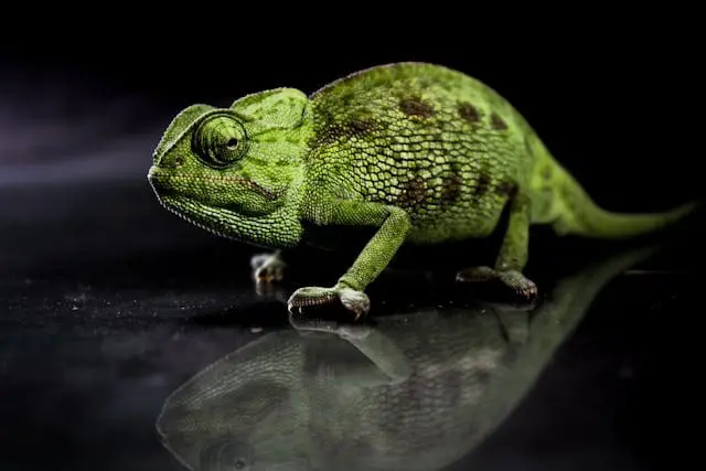 cameleon d'Algerie Thameur Dahmani