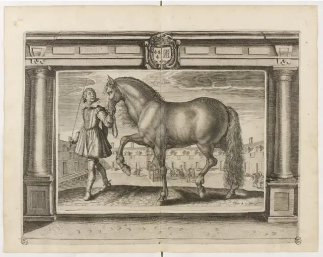 Le Bonitée, un cheval de race barbe