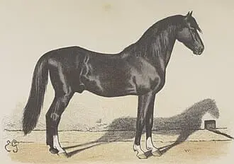Origine du Cheval Barbe Baron de Vaux
