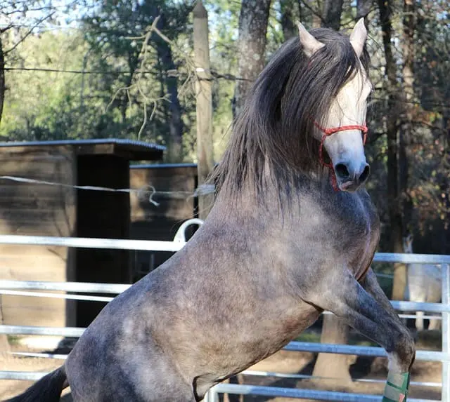 cheval barbe gris pommelé