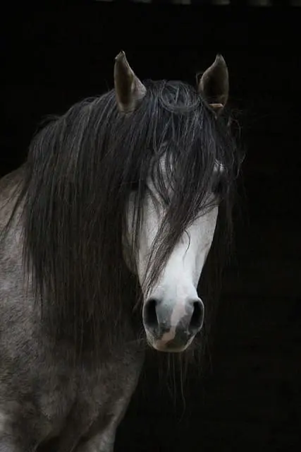 Tête caractéristique d'un cheval barbe gris